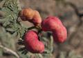 جغجغه یا کهورک